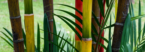 Kuala Lumpur - Tri-colored Bamboo