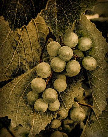 Hanioti, Kassandra - Green Grapes