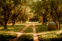 The Almond Grove