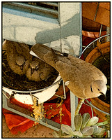 Nest
