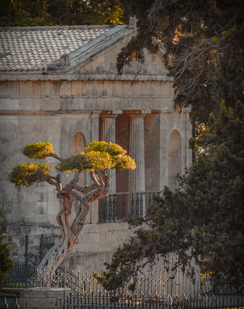 Corfu Town - Bonsai