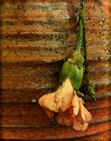 Carnation