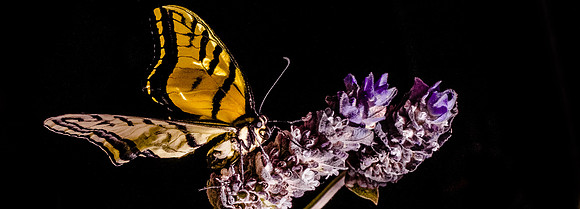 Swallowtail II