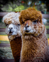 Alpaca