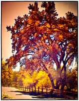 Cottonwood Fence