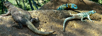 Lizards